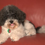 A tired puppy is a good puppy myth