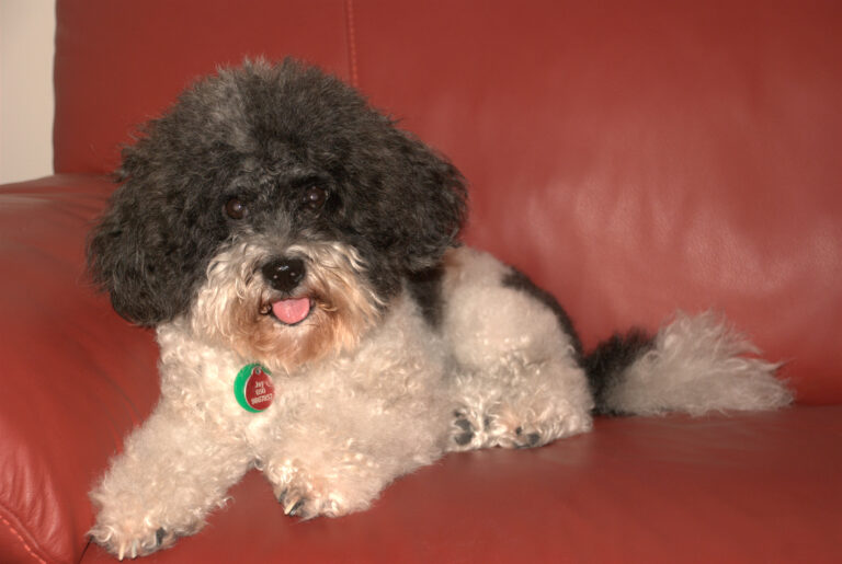 2008 plus New forst ponies 249