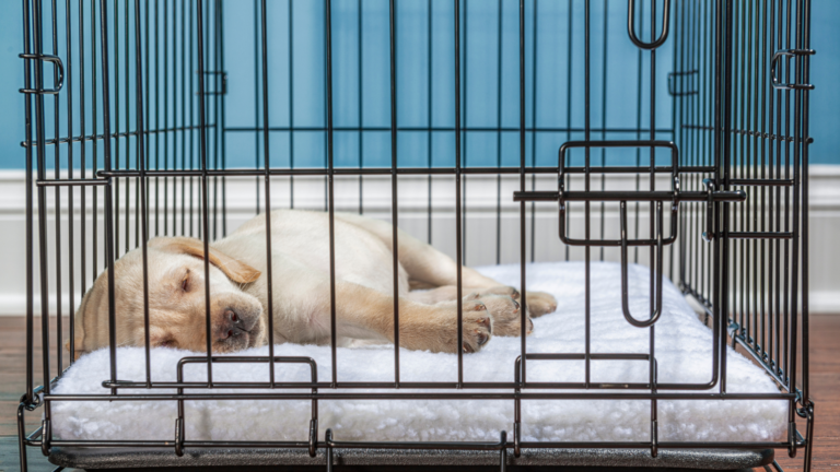Pup in crate