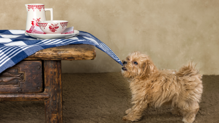 Puppy pulling a table cloth with crockery on the table