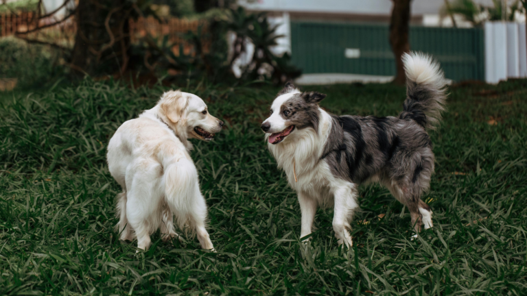 Canine body language