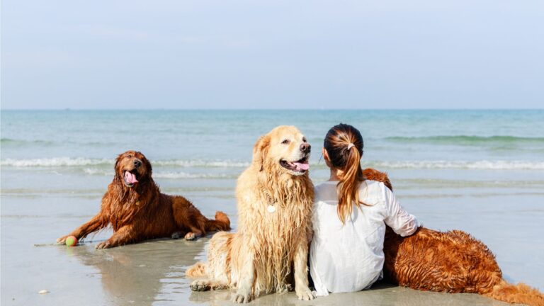 Happy dogs on the beach
